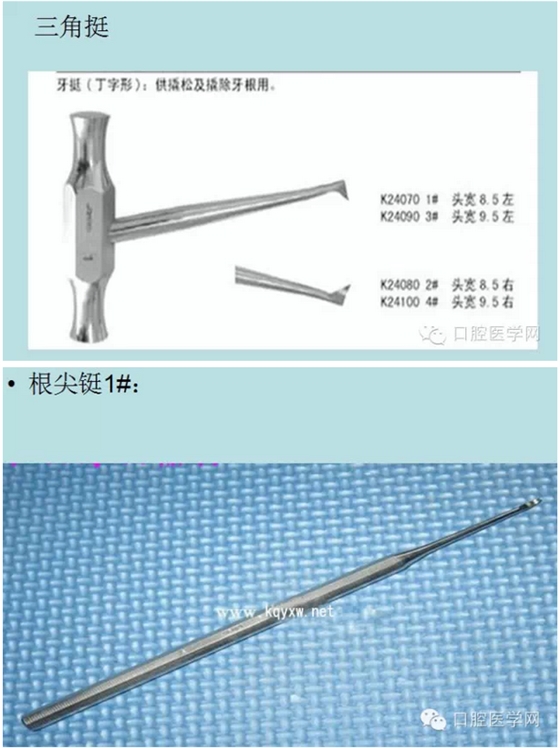 根尖挺