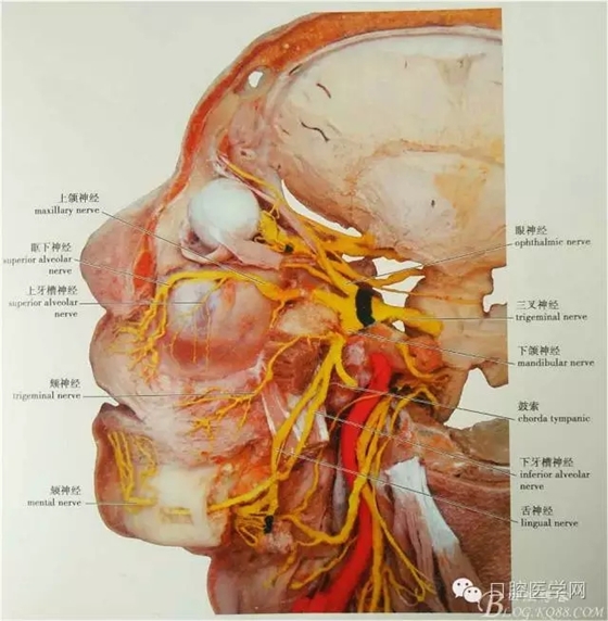 即使是老手也會失手的麻醉----下牙槽、舌、頰一次阻滯麻醉