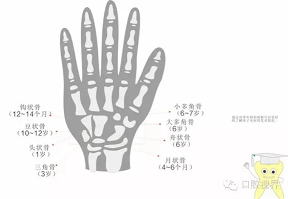 【愛牙科普知識300問】之 “口腔是怎樣形成發(fā)育和工作的？”