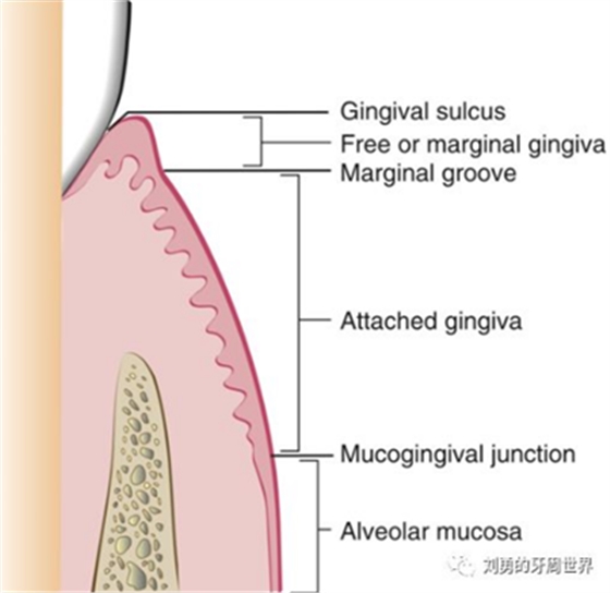 牙周解剖