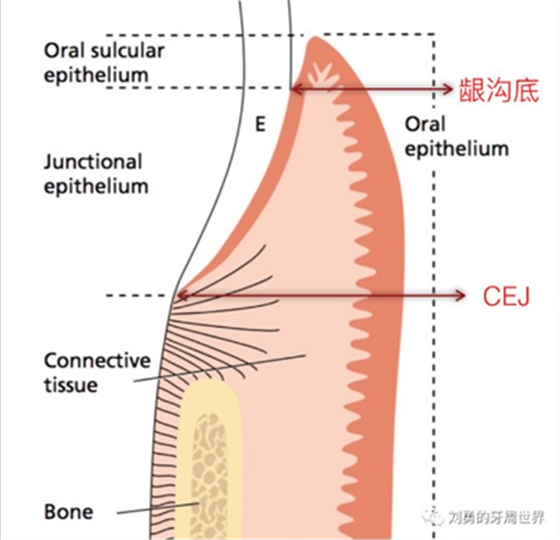 牙周解剖