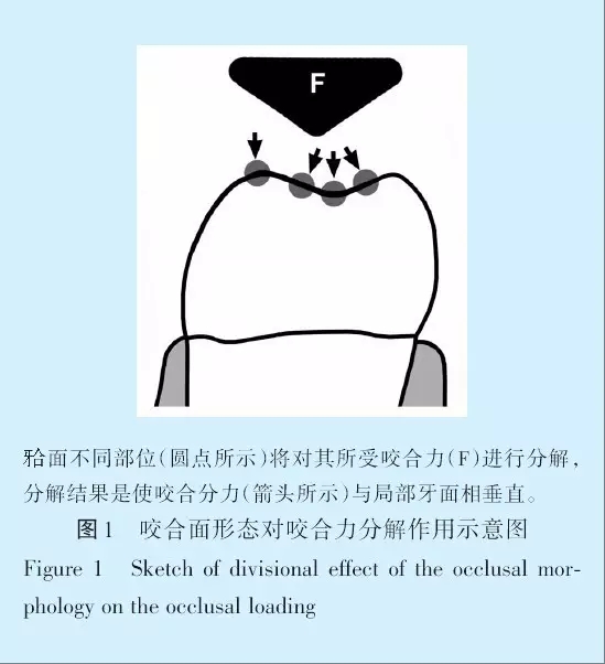 王美青.淺談咬合修復(fù)重建中的（牙合）學(xué)問(wèn)題