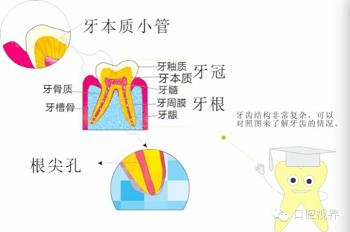 【口腔科普】愛牙從這里開始——愛牙科普知識300問（連載四）