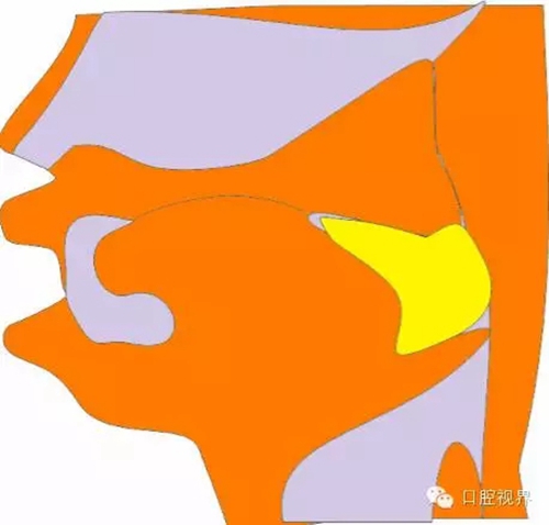 【愛牙科普知識300問】之 “口腔是怎樣形成發(fā)育和工作的？”