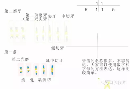 【口腔科普】愛牙從這里開始——愛牙科普知識(shí)300問（連載五）