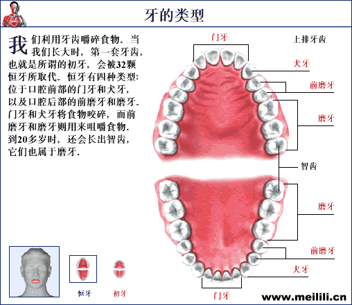 【愛牙科普】牙齒原來分這幾種類型？.gif