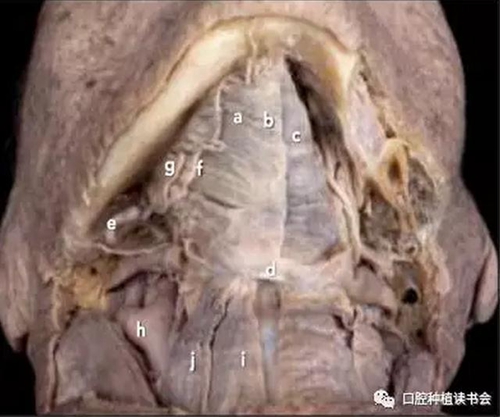 與骨增量相關(guān)的下頜區(qū)域解剖標(biāo)志（1）