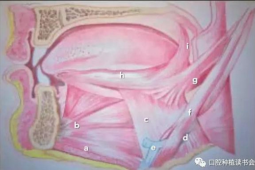 與骨增量相關(guān)的下頜區(qū)域解剖標(biāo)志（1）