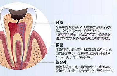 多頻技術(shù)的根管長度測定儀