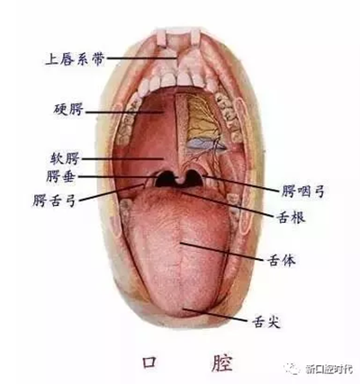 口腔科相關(guān)解剖圖