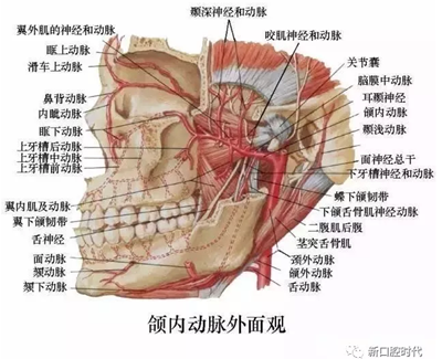 口腔科相關(guān)解剖圖