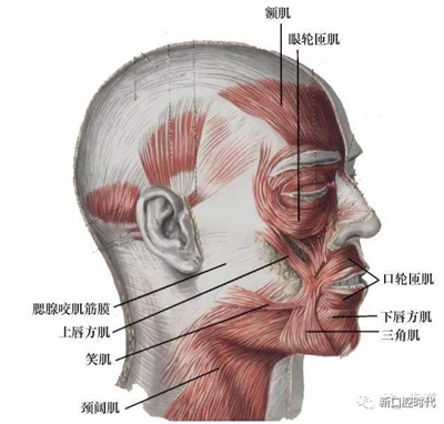 口腔科相關(guān)解剖圖