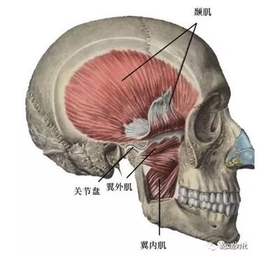 口腔科相關(guān)解剖圖