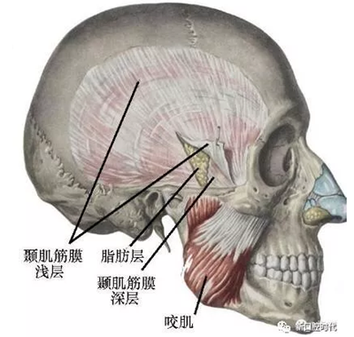 口腔科相關(guān)解剖圖