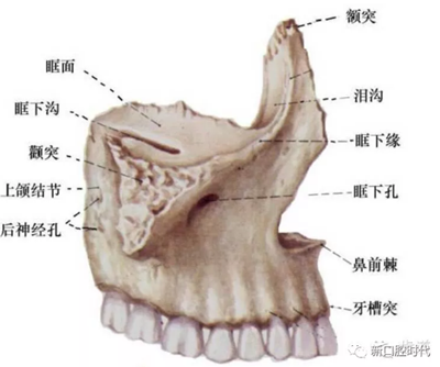 口腔科相關(guān)解剖圖