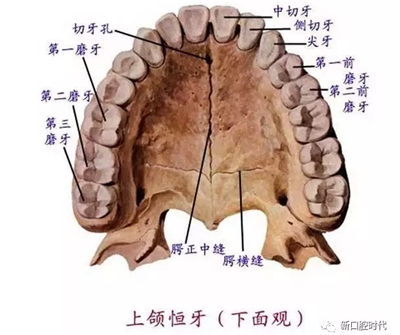 口腔科相關(guān)解剖圖