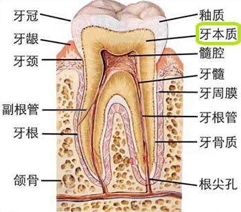 牙本質(zhì)