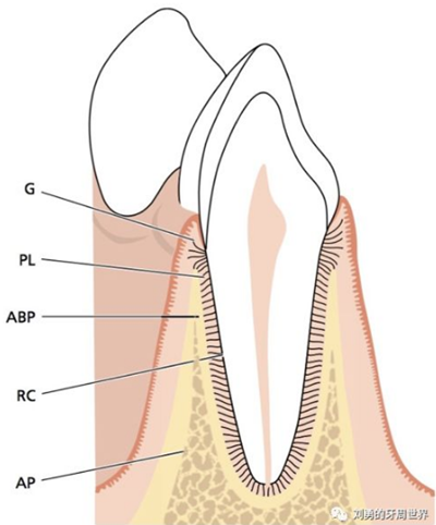 牙周解剖（一）：角化齦和附著齦爭(zhēng)議總結(jié)